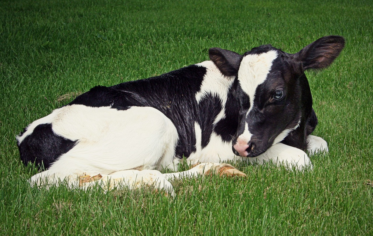 Bovine Reproduction 79 highway 49<br />Tennessee Ridge, TN 37178