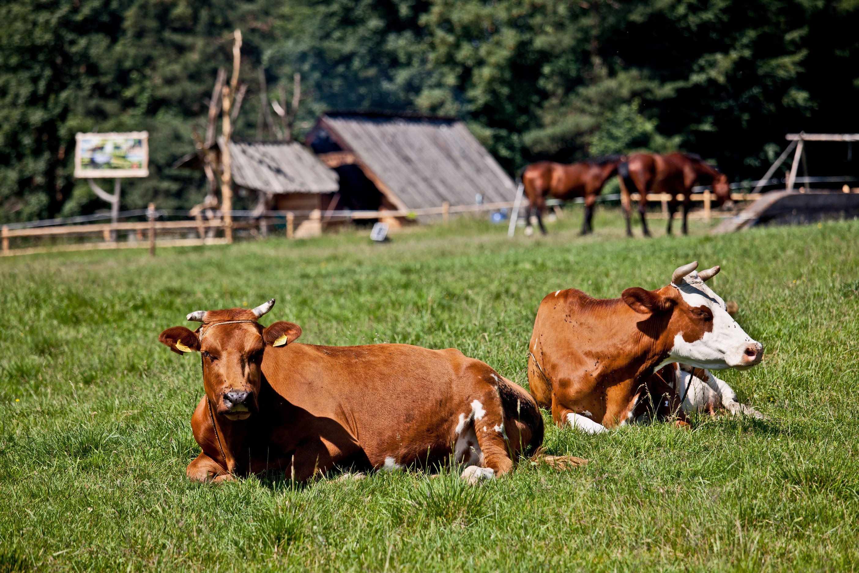 bovine services 79 highway 49<br />Tennessee Ridge, TN 37178